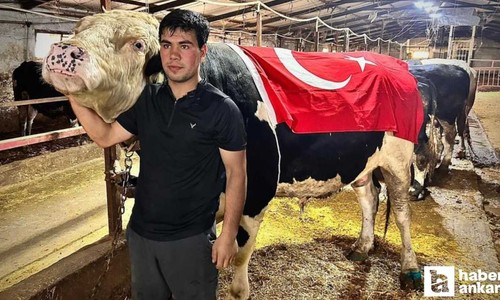 1.2 tonluk dev 'Paşa' 650 bin liraya Ankara'da alıcısını buldu