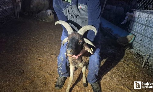 Yenimahalle'de kurban pazarında gece hareketliliği yaşanıyor
