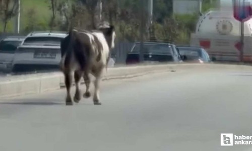 Gölbaşı'nda sahibinden kaçan kurbanlık dana kovalamacası