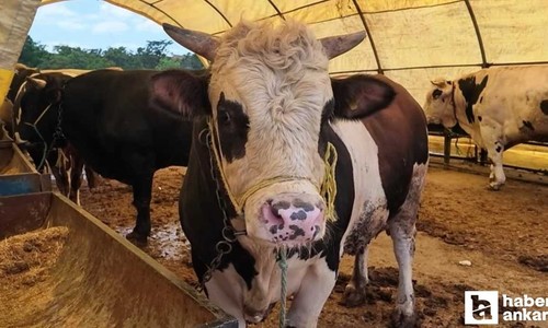 Üreticilerin elinde kalan kurbanlıklar ESK tarafından satın alınacak