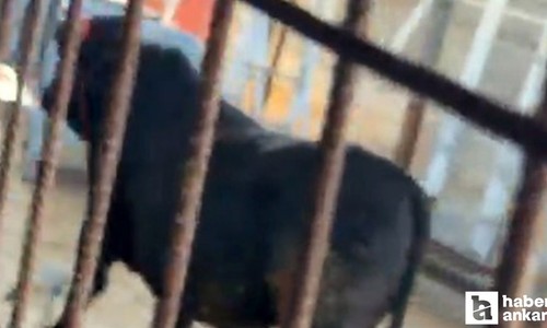 Kızılcahamam'da kurban pazarında kesimden kaçmaya çalışan dana vatandaşları zorladı!