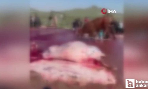 Mamak’ta kurban pazarında ipinden kurtularak kaçan dana, paniğe neden oldu...