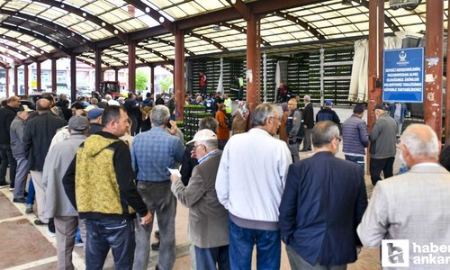 Ankara Büyükşehir Belediyesinden 25 ilçede 8 milyon sebze fidesi desteği!