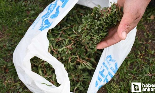 Ankaralılar bu lezzete bayılıyor: Toplaması zahmetli, yemesi lezzetli