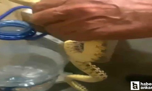 Polatlı'da yılan paniği: Yılanlar yerleşim yerlerine indi!