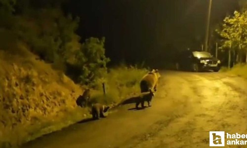 Kızılcahamam'da oturan vatandaş anne ayı ve 3 yavrusu ile komşu oldu