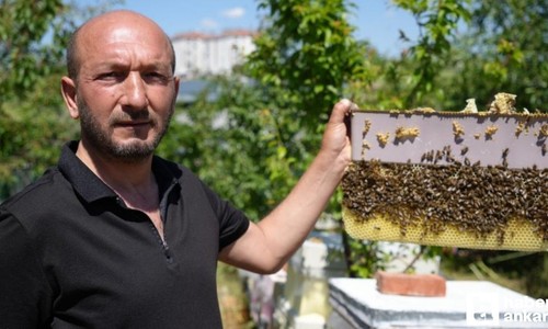 Başkentte bir arıcı 5 yıldır arılara korkmadan temas ediyor