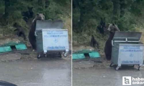 Kızılcahamam'da ayı ailesi yemek ararken görüntülendi