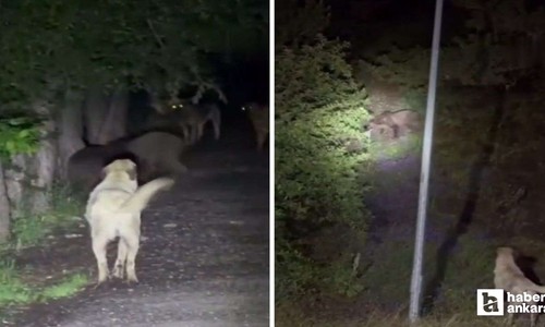 Soğuksu Milli Parkında köpeklerle ayıların kavgası görüntülendi