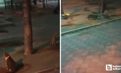 Sincan'da bir farenin iki kediyi kovaladığı anlar görüntülendi