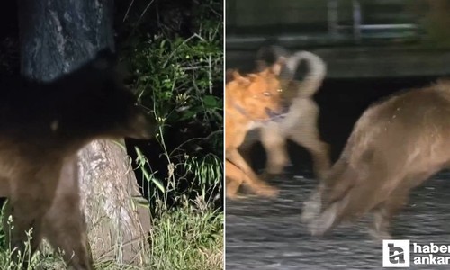 Soğuksu Milli Parkı'nda yaban hayatı için başıboş köpek tehlikesi