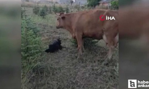 Elmadağ'da kaybolan ineğini arayan besiciye buzağı sürprizi