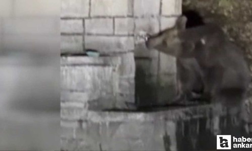 Kızılcahamam'da çeşmeden su için ayı kameraya yansıdı