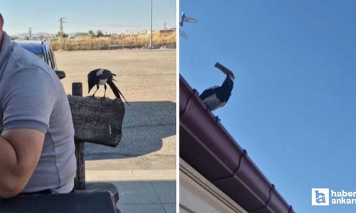 Etimesgut'ta kendisini besleyen işçilerin parasını alıp kaçan karga viral  oldu
