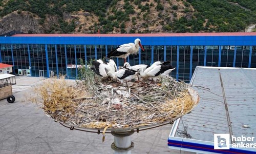 Kızılcahamam'da leylekler, yeni yavrularıyla göç yolculuğuna hazırlanıyor