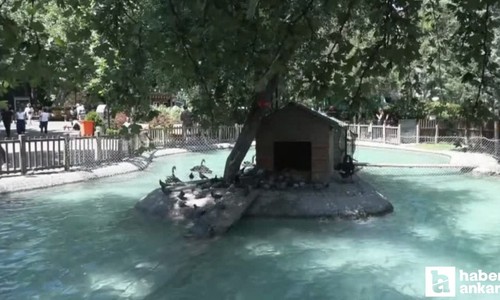 Kuğulu Park'ta 5 yeni yavrunun dünyaya gelmesi bekleniyor