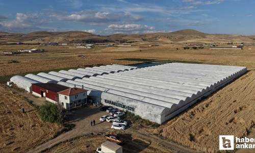 Markalaşma yolunda ilerleyen Çubuk domatesinin ilk hasadı yapıldı