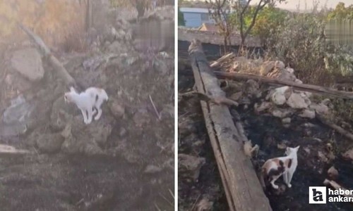 Polatlı'da yangın sonrası anne kedinin telef olan yavrularını araması yürekleri burktu