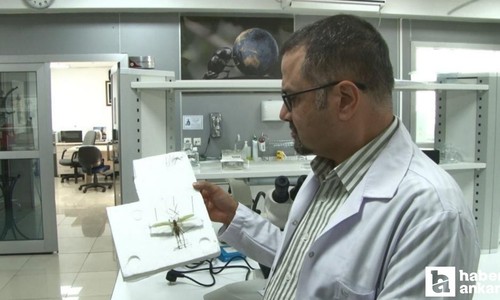 Uzmanlardan Ankara'da görülen çekirgelere ilişkin açıklama
