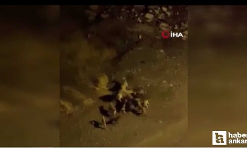 Altındağ'da birbirlerine saldıran sokak köpekleri korkuttu!