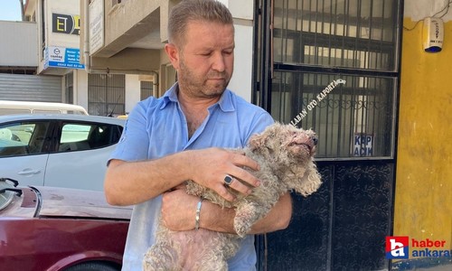 Ankara'da pitbull dehşeti! Evcil hayvanın çenesini kopardı