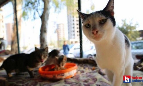 Sincan'da 'kediye işkence' iddiası