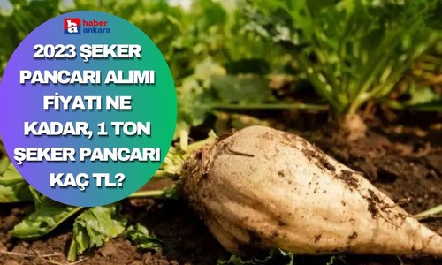 2023 Şeker pancarı alımı fiyatı ne kadar, 1 ton şeker pancarı kaç TL oldu?
