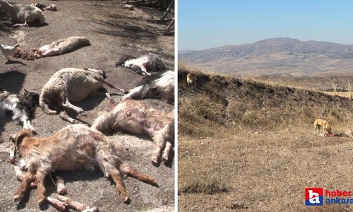 Ankara Etimesgut'ta köpeklerin 50’den fazla küçükbaş hayvanı telef ettiği iddia edildi