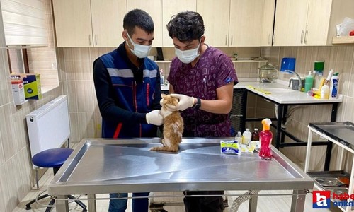 Sincan'da sokak hayvanları aç kalmıyor! Sincan Belediyesi sokak canları için 78 besleme noktası oluşturdu