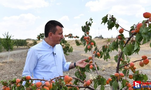 Altındağ Belediyesi'nin meyve ormanı ihtiyaç sahiplerinin yüzünü güldürdü