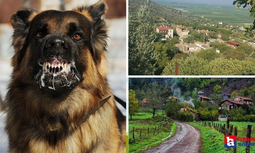 Tarım ve Orman Bakanlığınca kuduzla mücadelede yeni yöntem! 29 ilde yapılacak