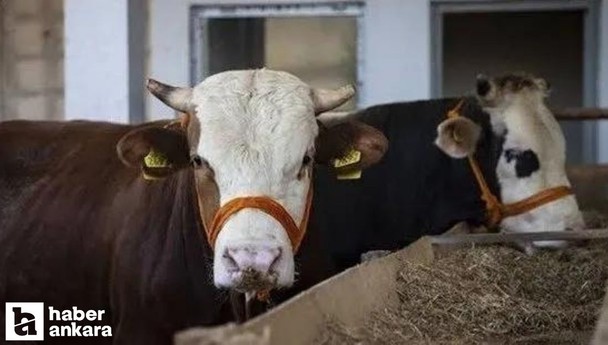 Ankara'da kurban kesim ücreti belli oldu mu?
