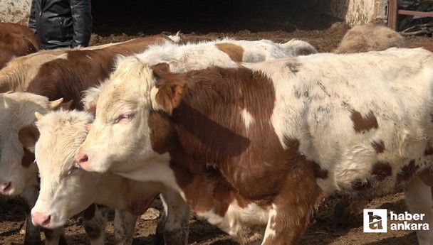 Kurban kesecekler dikkat! Buna dikkat etmeyen bedelini canıyla ödüyor