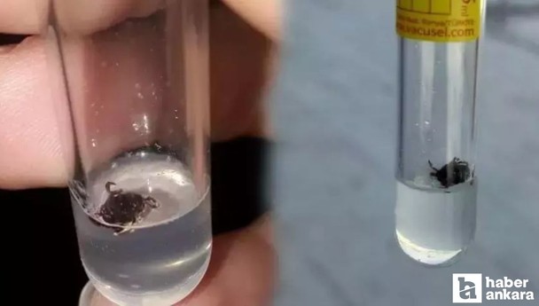 Konya Kulu'da aynı mahalledeki 3 kişiye kene yapıştı