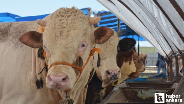 Kurban Bayramı öncesi şap hastalığına karşı aşılama çalışmaları sürüyor