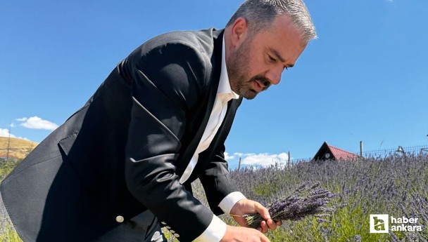Pursaklar Belediyesi Endemik Vadi'de lavanta hasadına başladı
