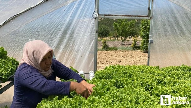 Mamak'ta topraksız tarımda hasat heyecanı