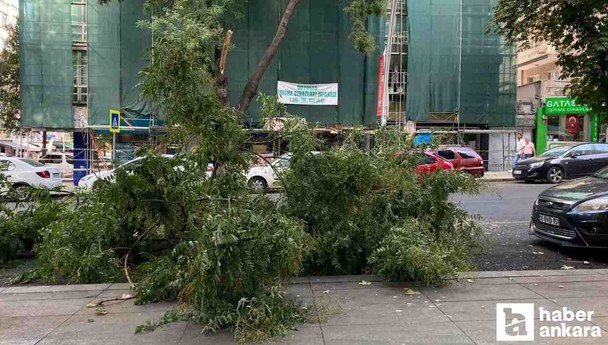 Ankara Çankaya'da ağaç dalı araçların üzerine düştü