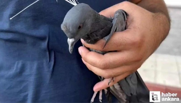 Ankara'da ayağı çatı oluğuna sıkışan güvercini itfaiye ekipleri kurtardı