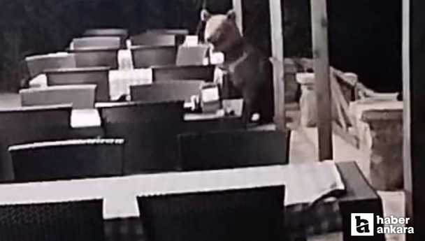 Ankara Kızılcahamam'da aç ayı yemek için restoran bahçesine girdi