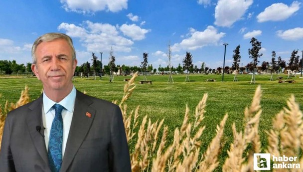 Ankara Büyükşehir Belediyesi BAKAP'ta silajlık mısır hasadına başladı