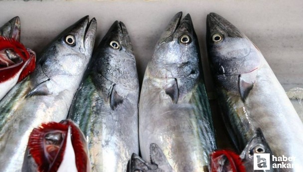 Palamut fiyatları neden arttı, 1 palamut kaç TL oldu?