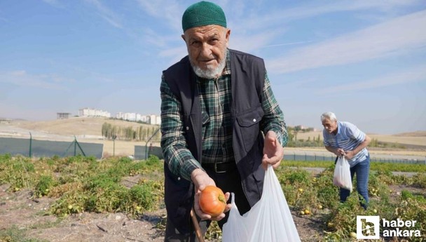 Keçiören Belediyesi Gönül Köşkü Huzurevi sakinleri hasatta buluştu