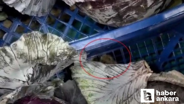 Ankara Yenimahalle’deki bir marketin sebze meyve reyonunda fare görüldü