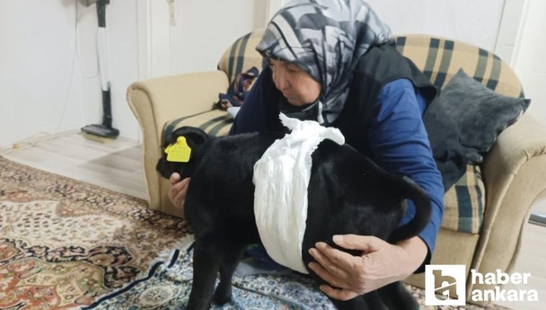 Elmadağlı çiftçi veterinerin ölür dediği 1 haftalık buzağıya evinde bakıyor