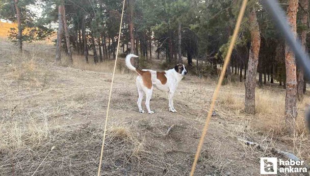 Ankara Çankaya'da ünlü akademisyene başıboş sokak köpekleri saldırdı