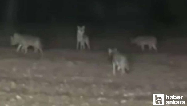 Polatlı'da tüyler ürperten olay: Çiftçinin etrafını kurt sürüsü sardı!