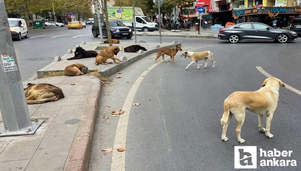 Başıboş sokak köpeklerinden yayılan tehlike: Beyaz kanser