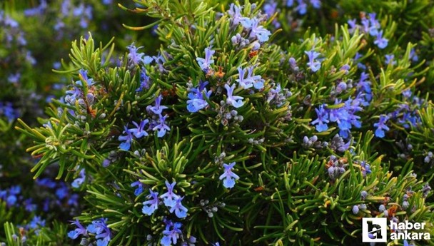 Kanserli hücreleri yüzde 84 oranında küçültebilen 2 bitki keşfedildi