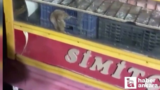 Çankaya'da simit tezgahında görülen fare herkesi şoke etti